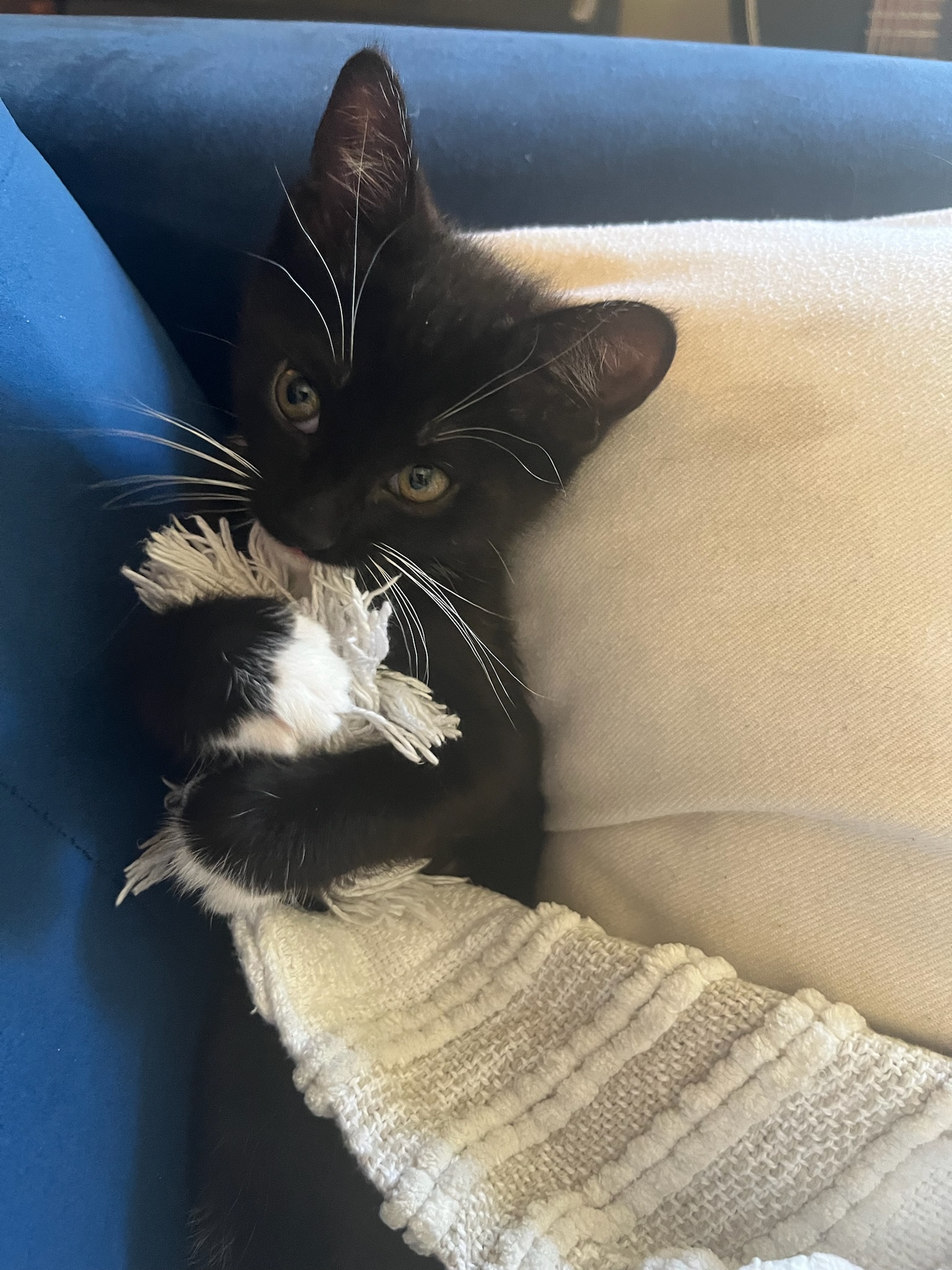 Bookshelf and instruments